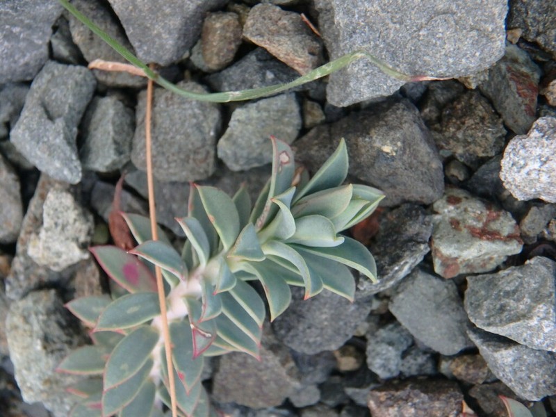 Euphorbia veneris photo 2