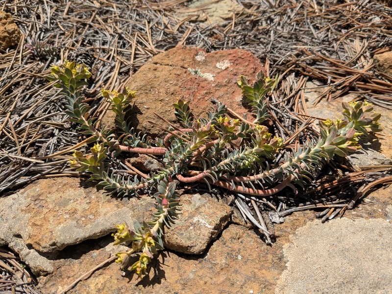 Euphorbia veneris photo 3