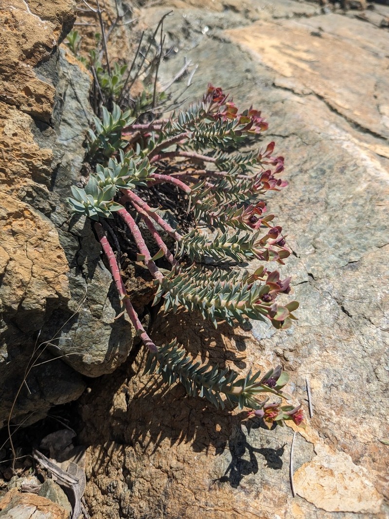Euphorbia veneris photo 4
