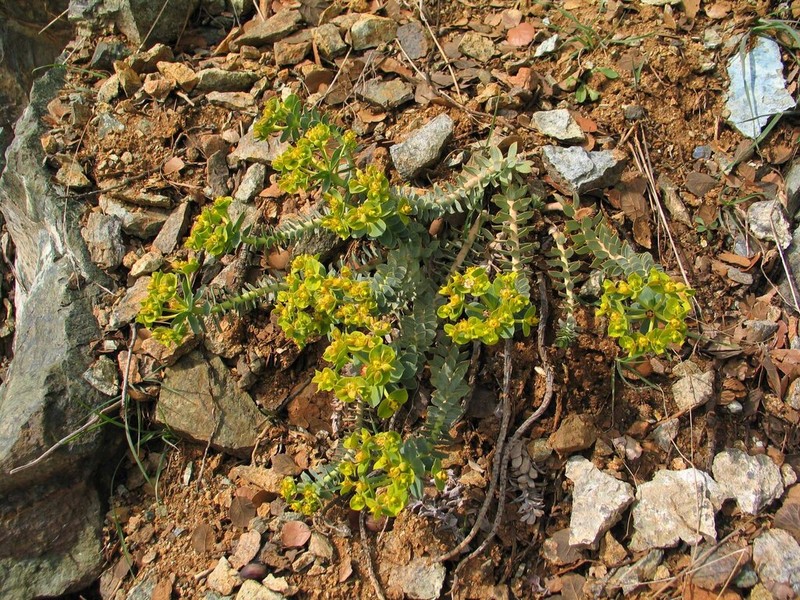 Euphorbia veneris photo 5