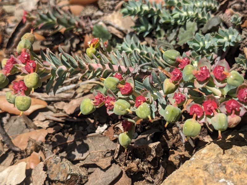 Euphorbia veneris photo 6