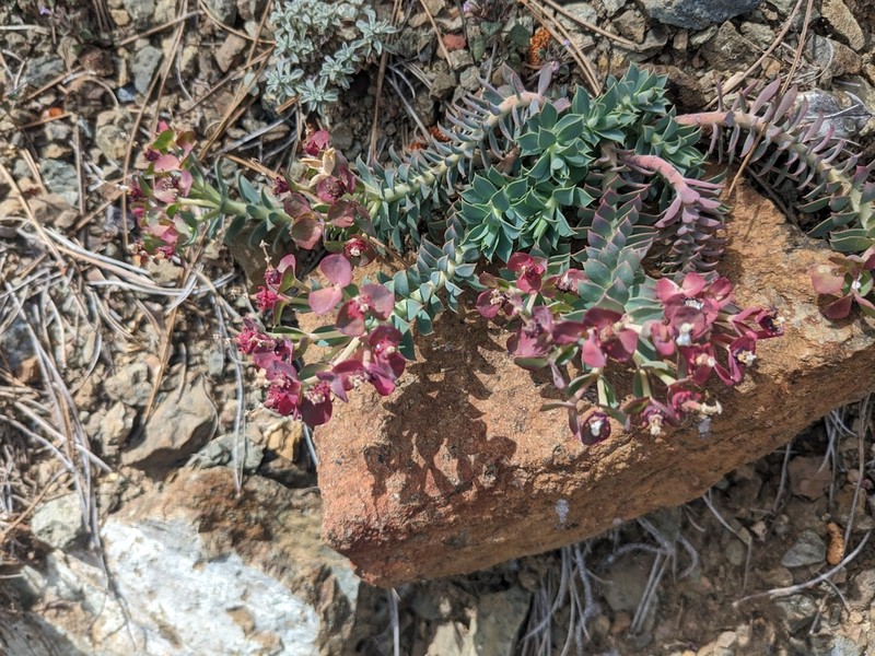 Euphorbia veneris photo 7