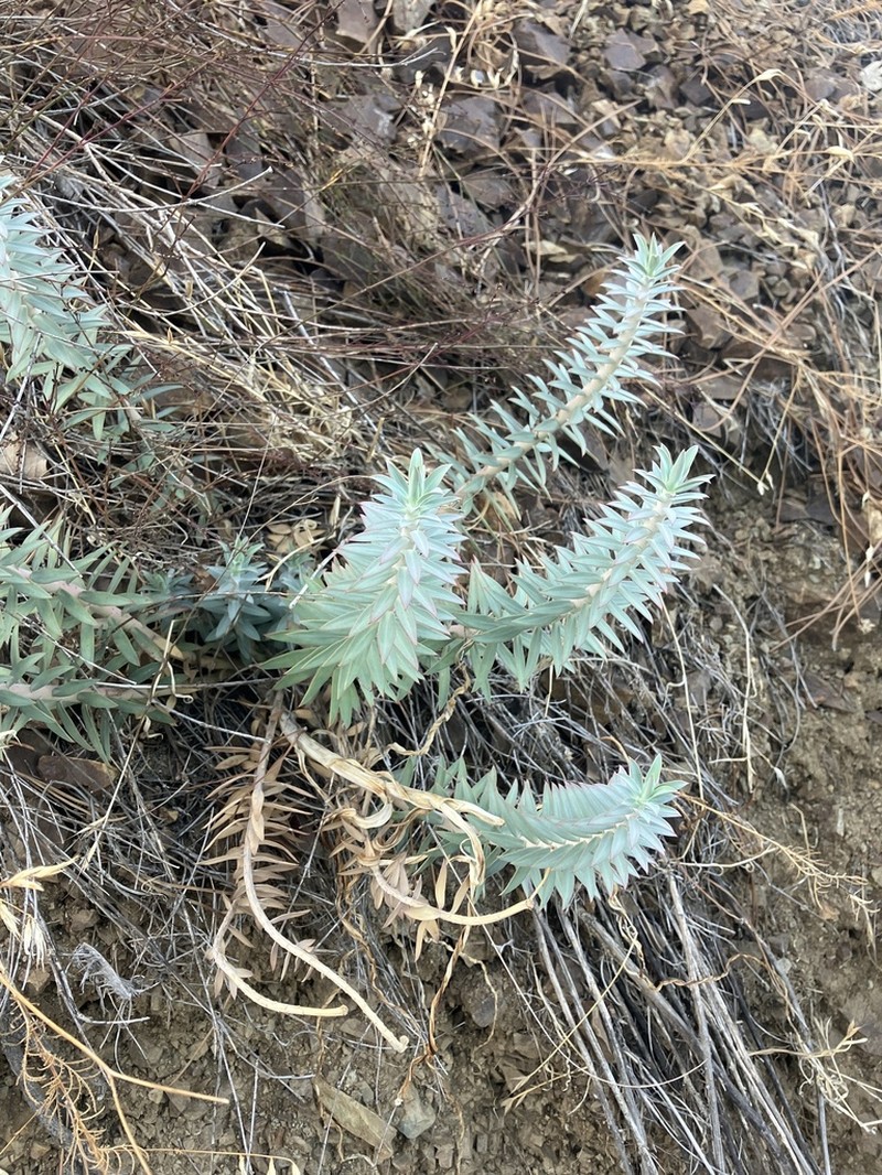 Euphorbia veneris photo 8