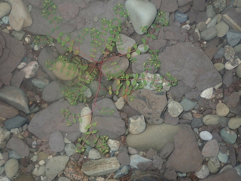 Wormseed Sandmat photo 4