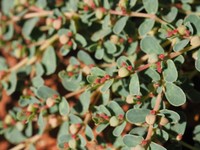 Euphorbia verrucitesta
