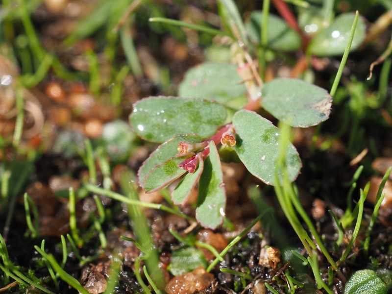 Euphorbia verrucitesta photo 2