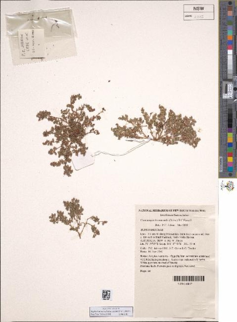 Euphorbia verrucitesta photo 3