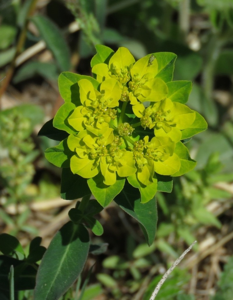 Euphorbia verrucosa