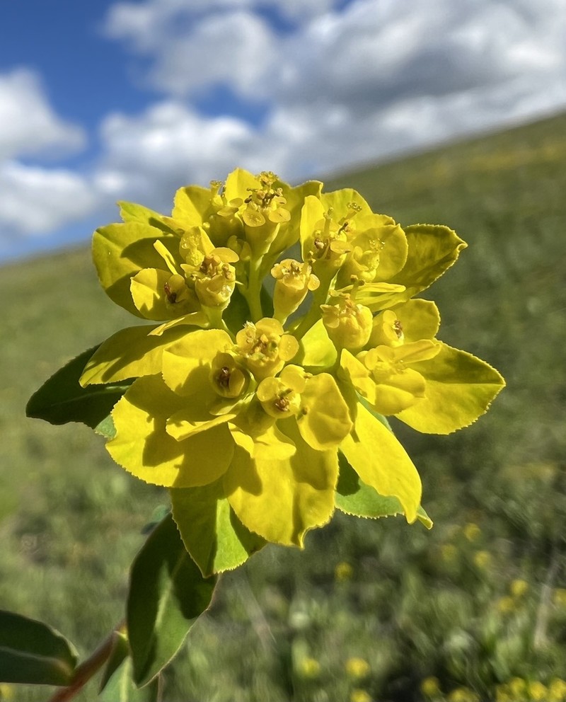Euphorbia verrucosa photo 2
