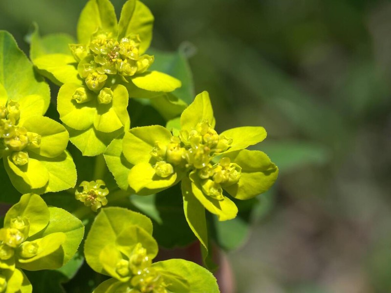 Euphorbia verrucosa photo 4