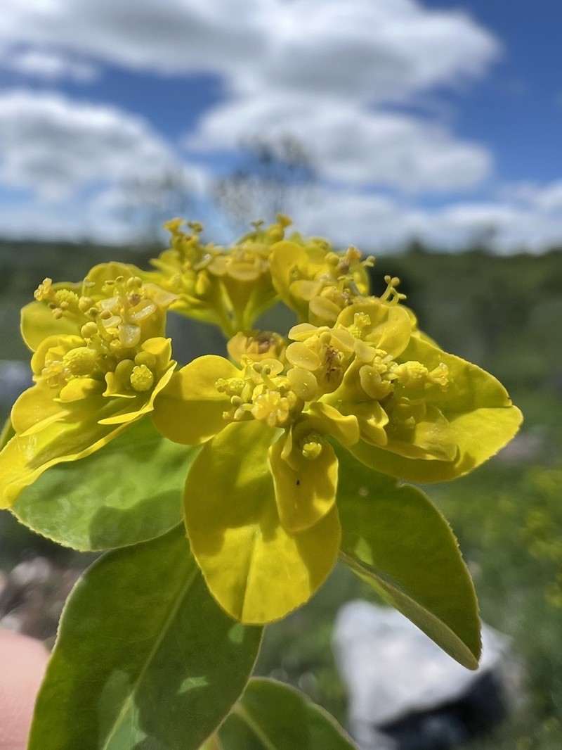Euphorbia verrucosa photo 5