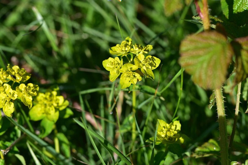 Euphorbia verrucosa photo 6