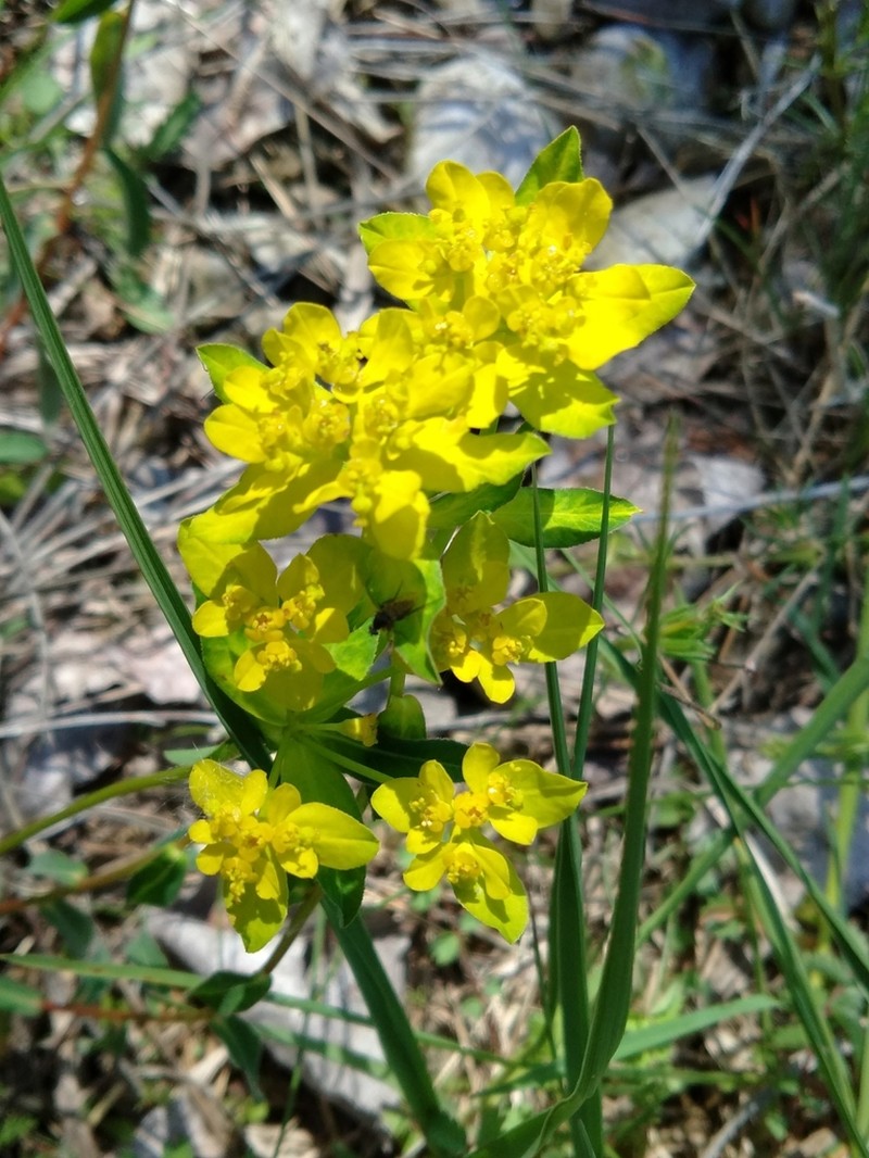 Euphorbia verrucosa photo 7