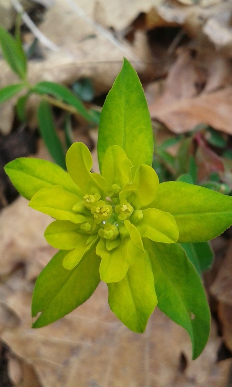 Euphorbia verrucosa photo 8