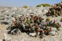 Euphorbia verruculosa