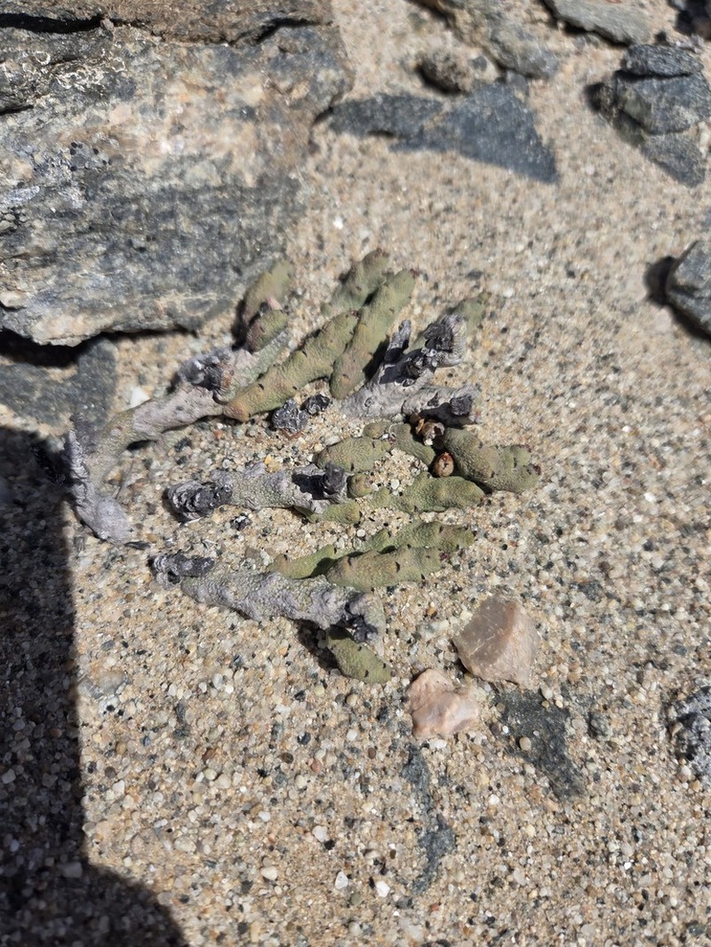 Euphorbia verruculosa photo 3