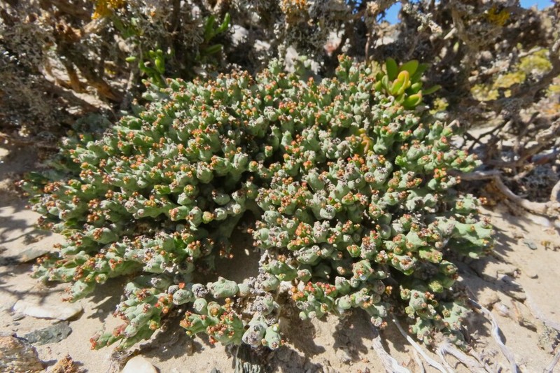 Euphorbia verruculosa photo 4
