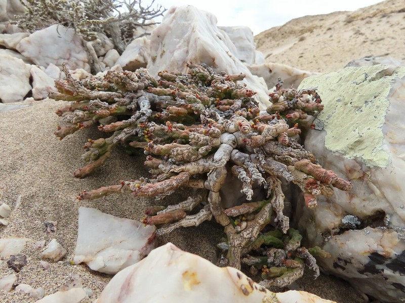 Euphorbia verruculosa photo 5