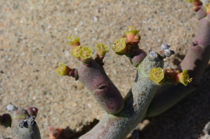 Euphorbia verruculosa photo 6