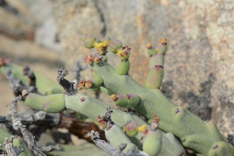 Euphorbia verruculosa photo 7