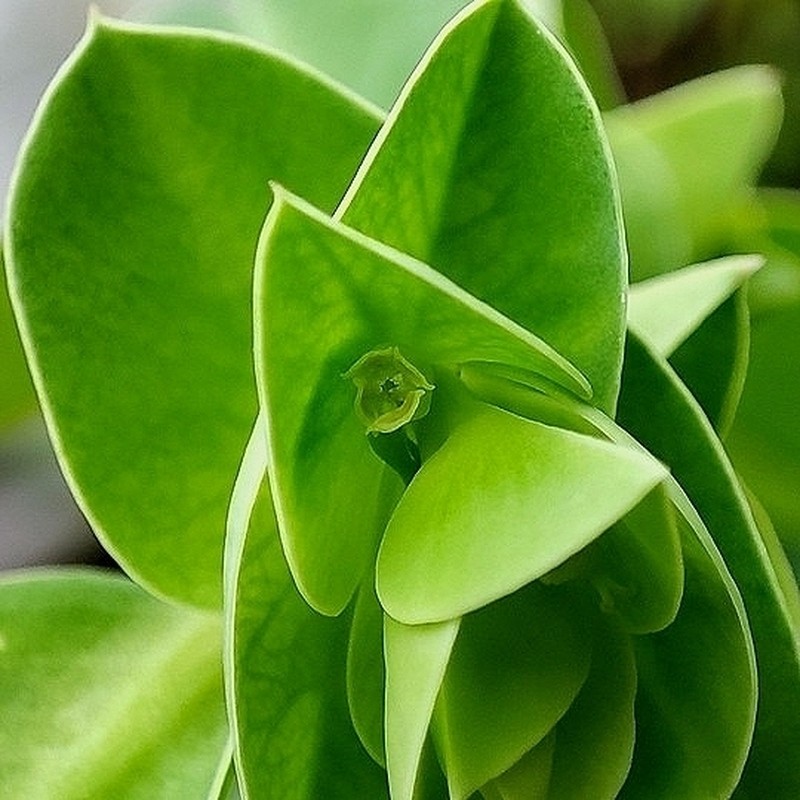 Euphorbia vervoorstii photo 2