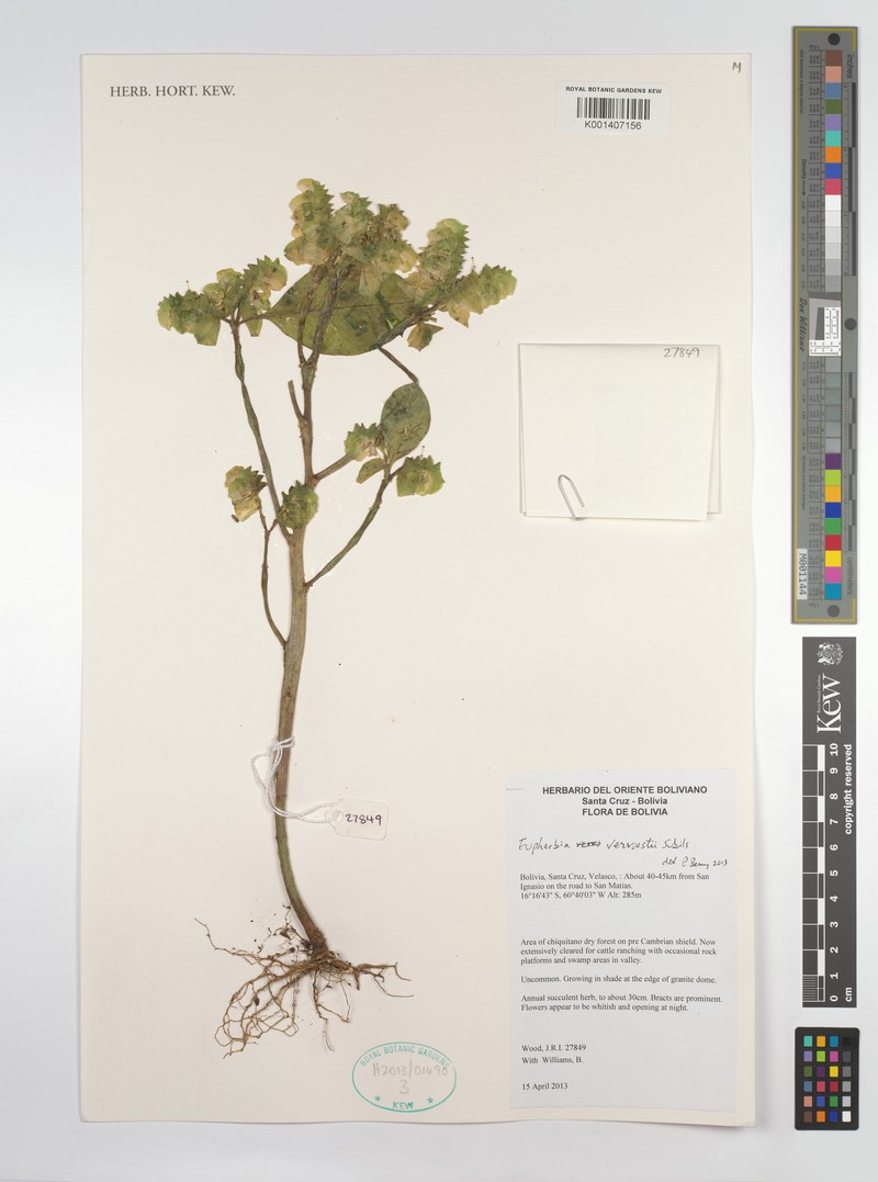 Euphorbia vervoorstii photo 4