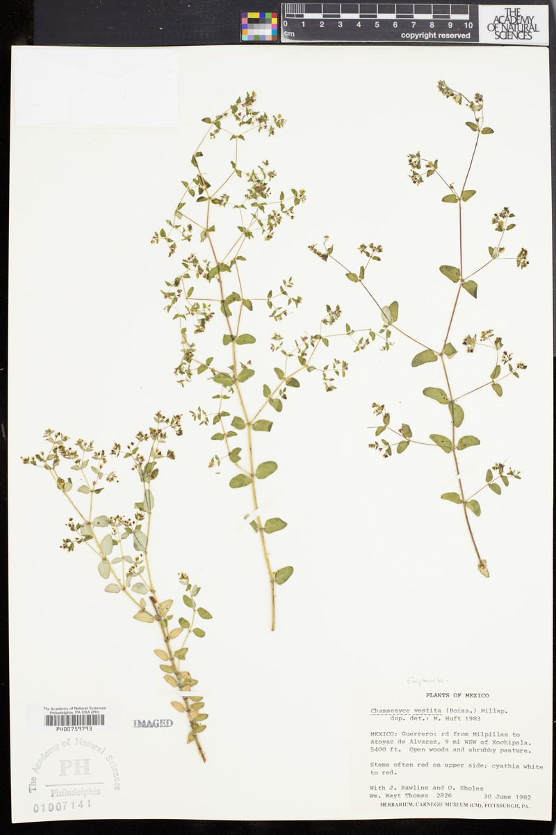 Euphorbia vestita