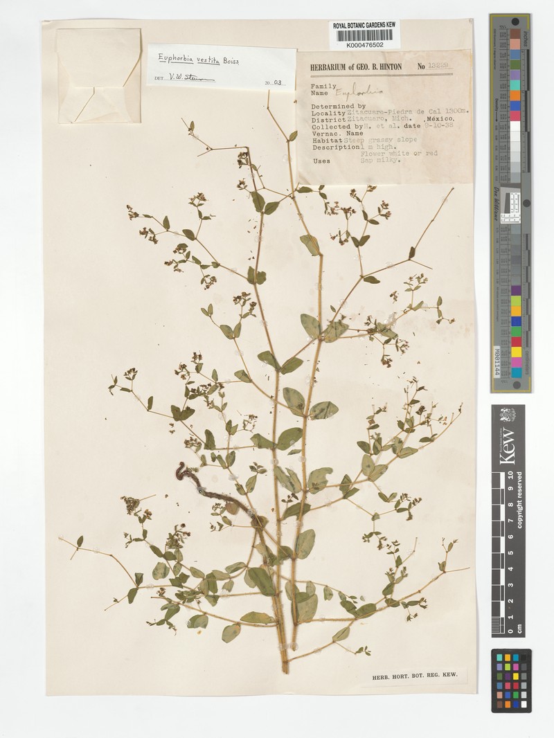 Euphorbia vestita photo 2