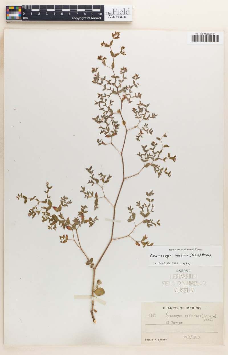 Euphorbia vestita photo 3