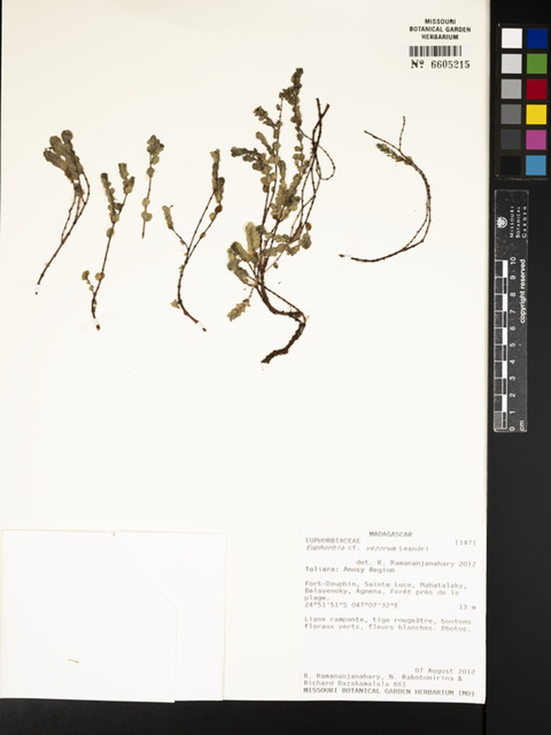 Euphorbia vezorum