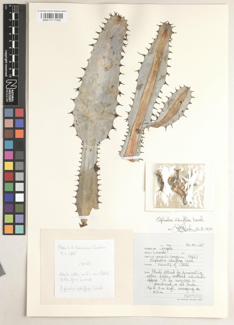 Euphorbia viduiflora