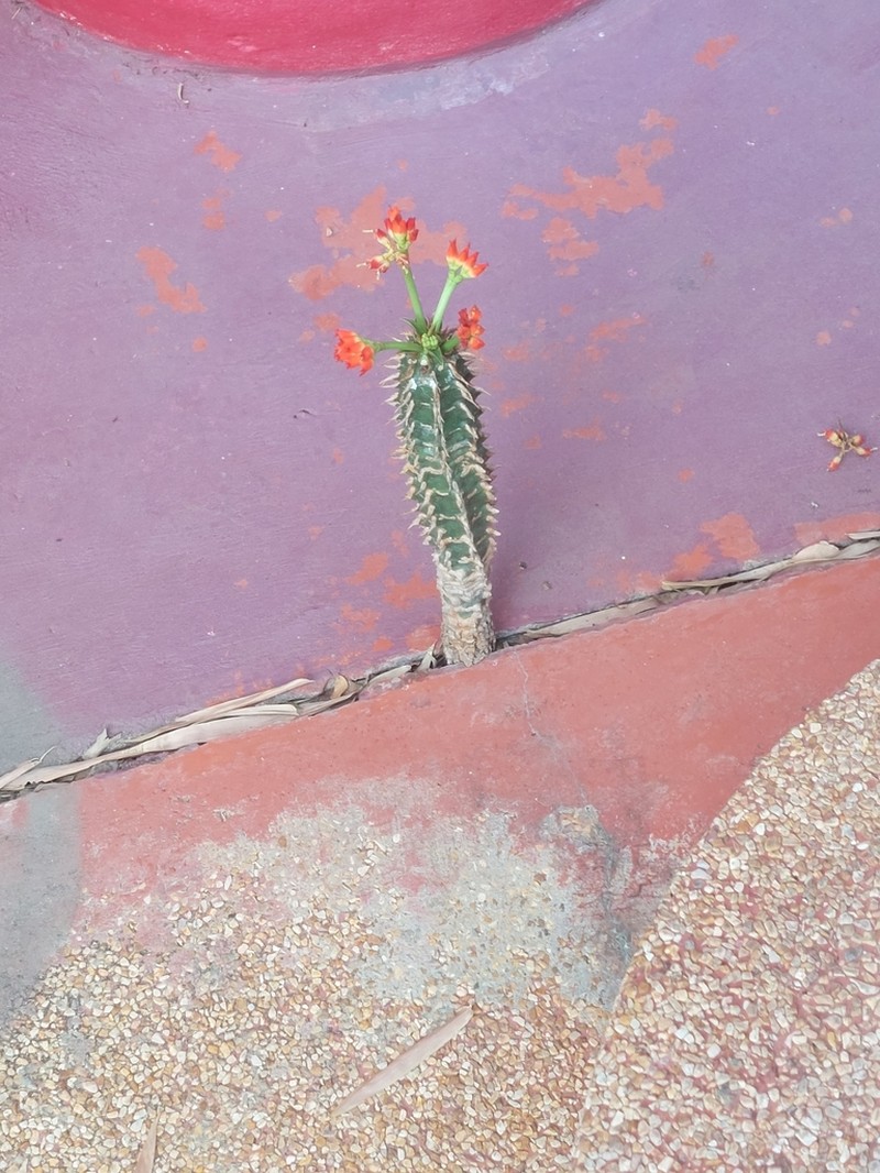 Euphorbia viguieri