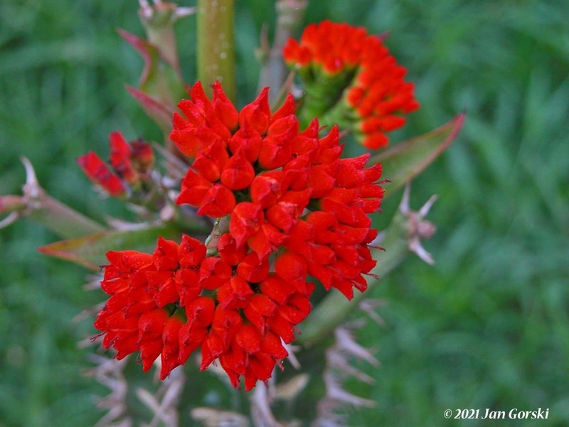 Euphorbia viguieri photo 4