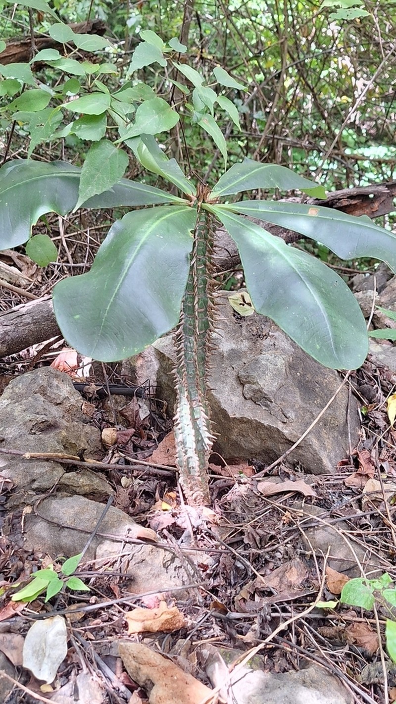Euphorbia viguieri photo 5
