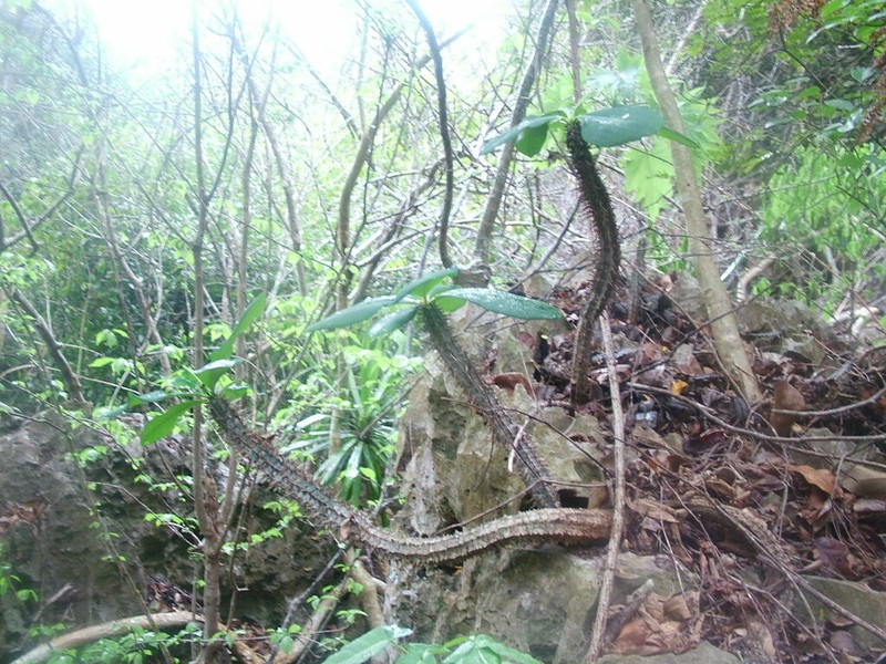 Euphorbia viguieri photo 7