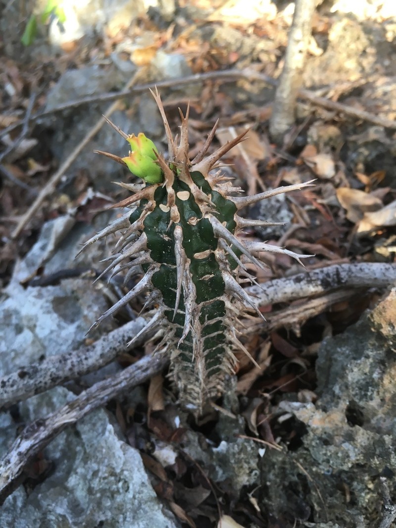 Euphorbia viguieri photo 8