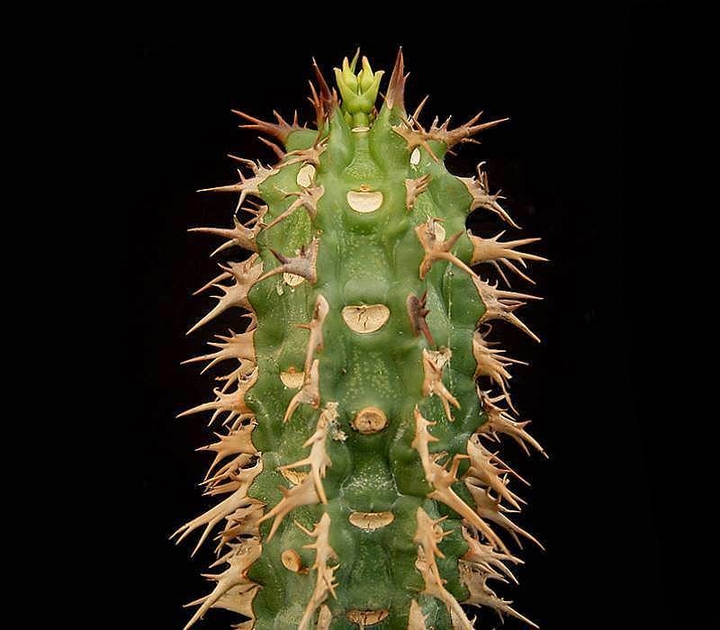 Euphorbia viguieri var. ankarafantsiensis