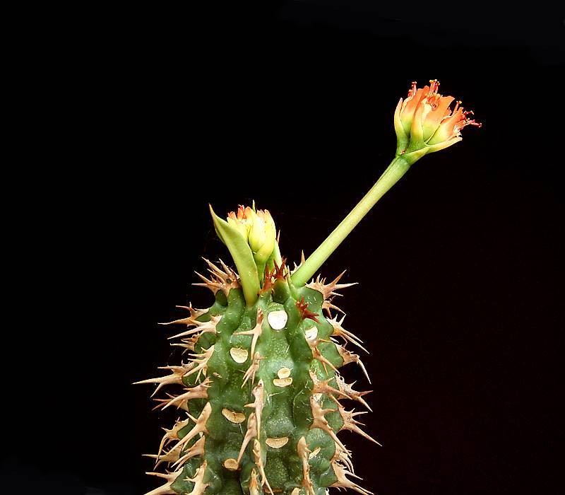 Euphorbia viguieri var. ankarafantsiensis photo 2