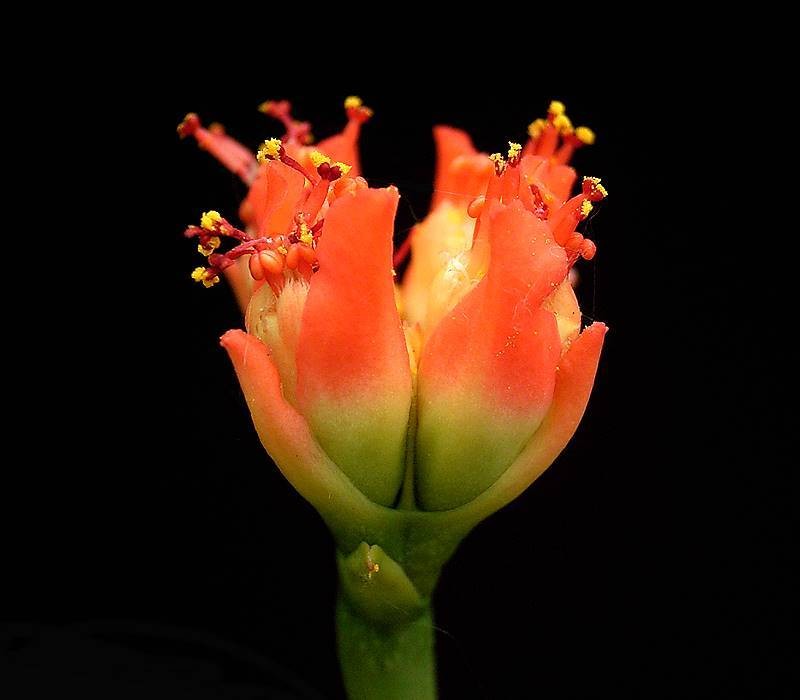 Euphorbia viguieri var. ankarafantsiensis photo 3