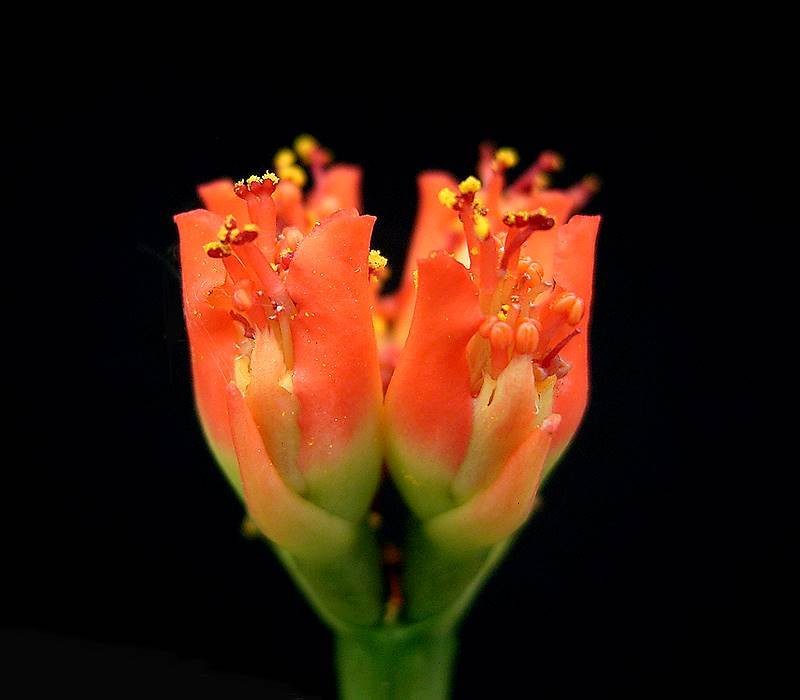 Euphorbia viguieri var. ankarafantsiensis photo 4