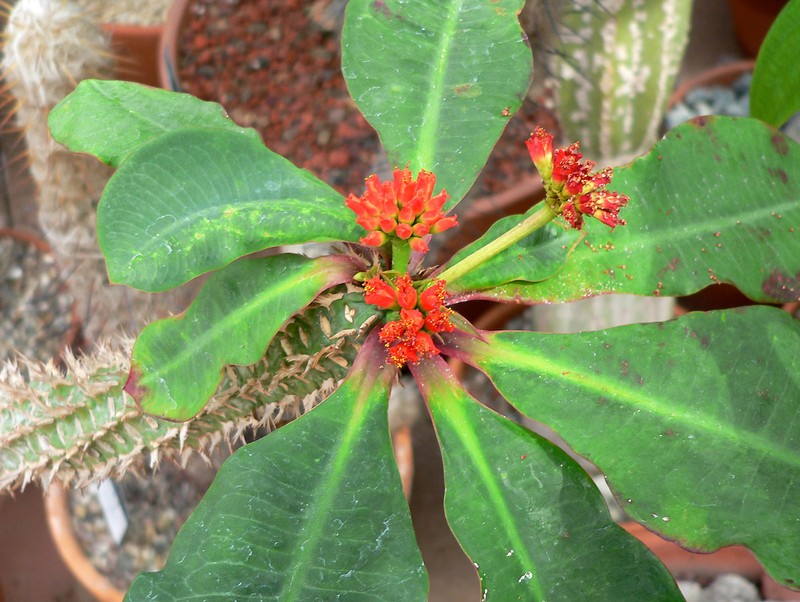 Euphorbia viguieri var. ankarafantsiensis photo 5