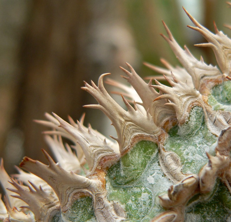 Euphorbia viguieri var. ankarafantsiensis photo 6