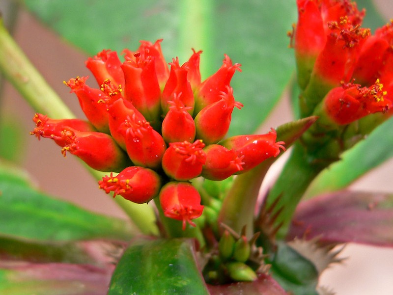 Euphorbia viguieri var. ankarafantsiensis photo 7