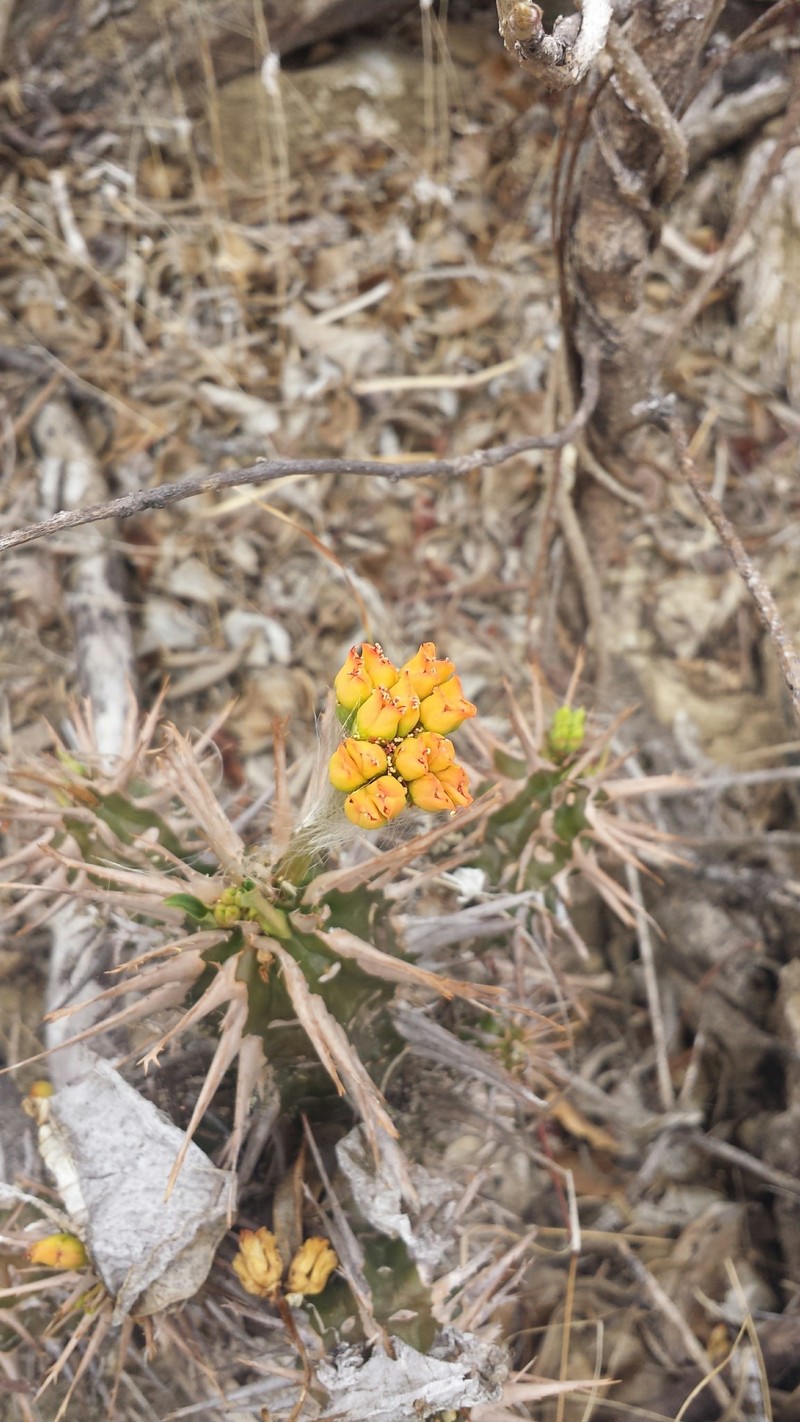 Euphorbia viguieri var. capuroniana photo 2