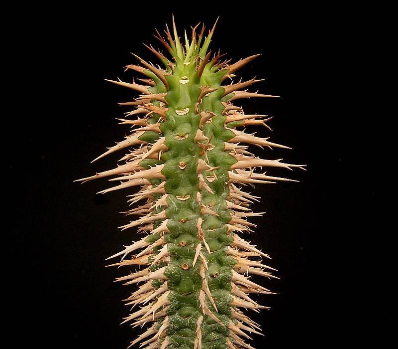 Euphorbia viguieri var. capuroniana