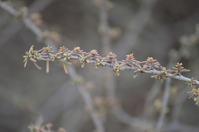 Euphorbia viminea