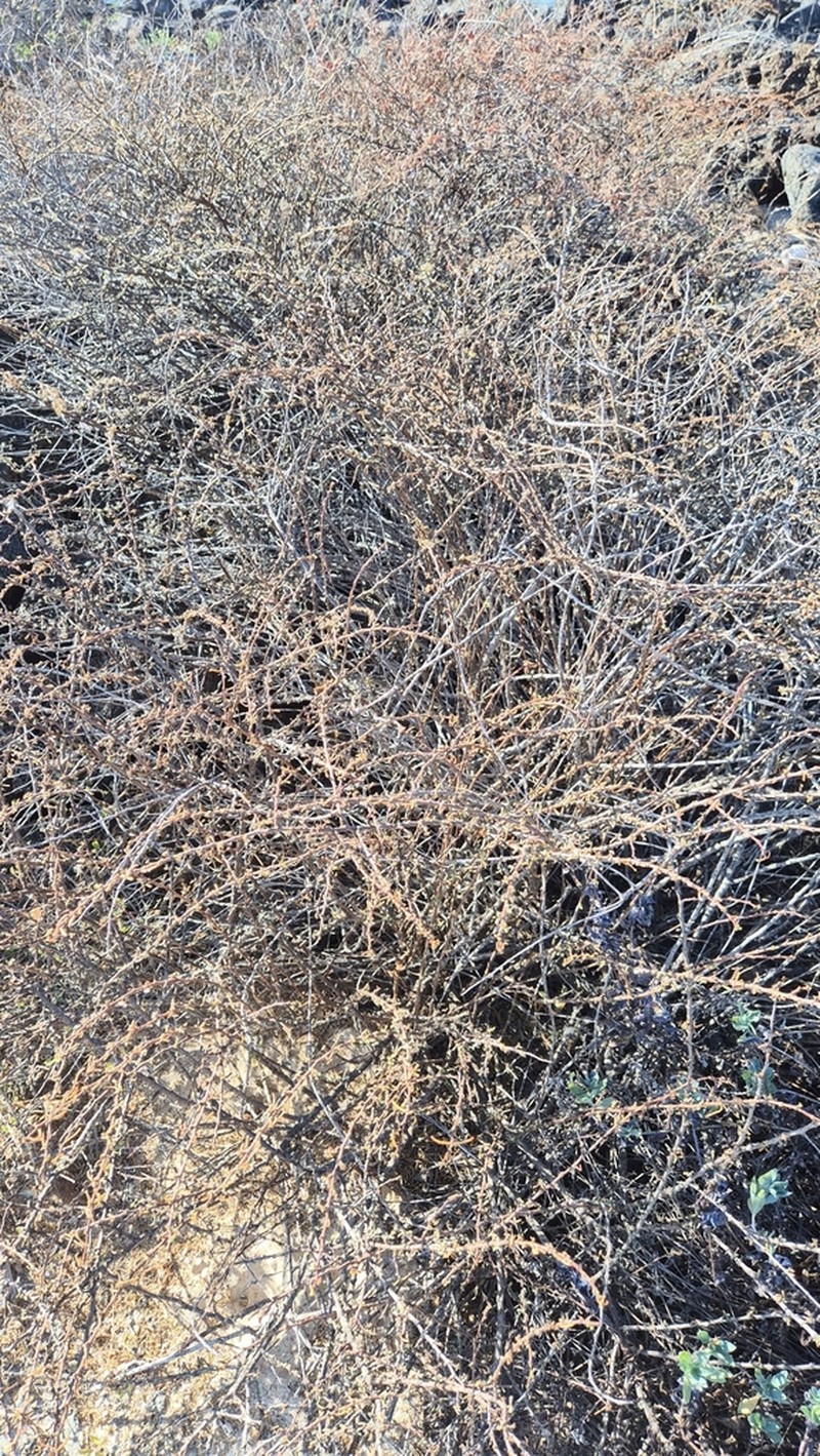 Euphorbia viminea photo 2