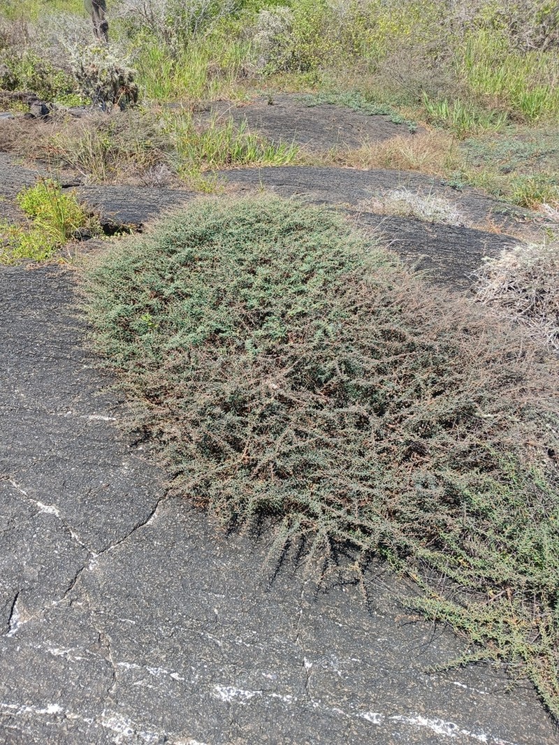 Euphorbia viminea photo 3