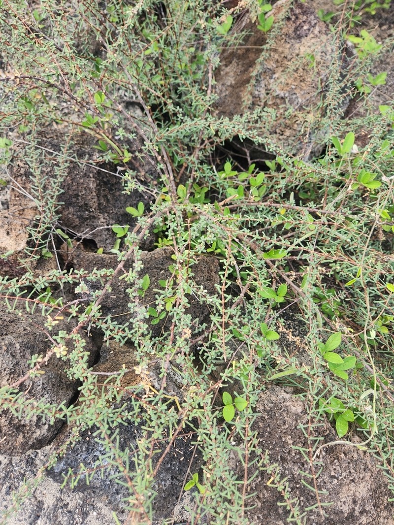 Euphorbia viminea photo 4