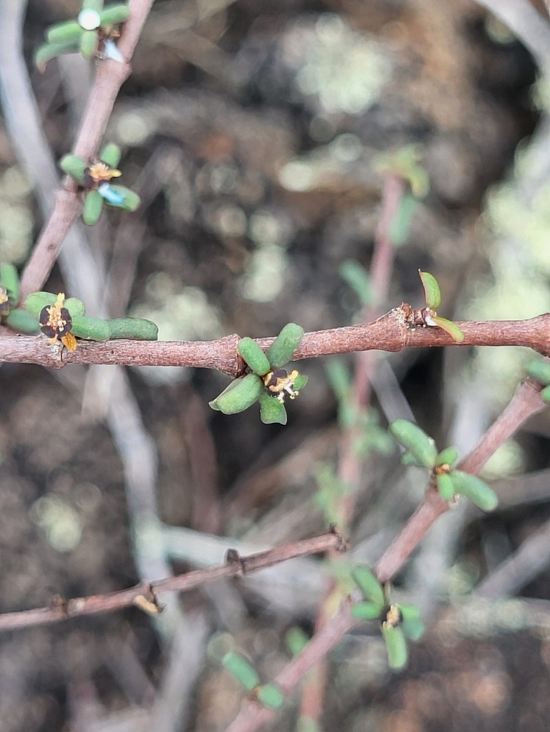 Euphorbia viminea photo 5